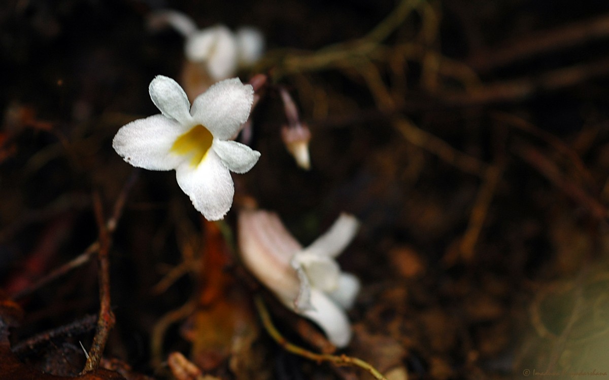 Gastrodia gunatillekeorum